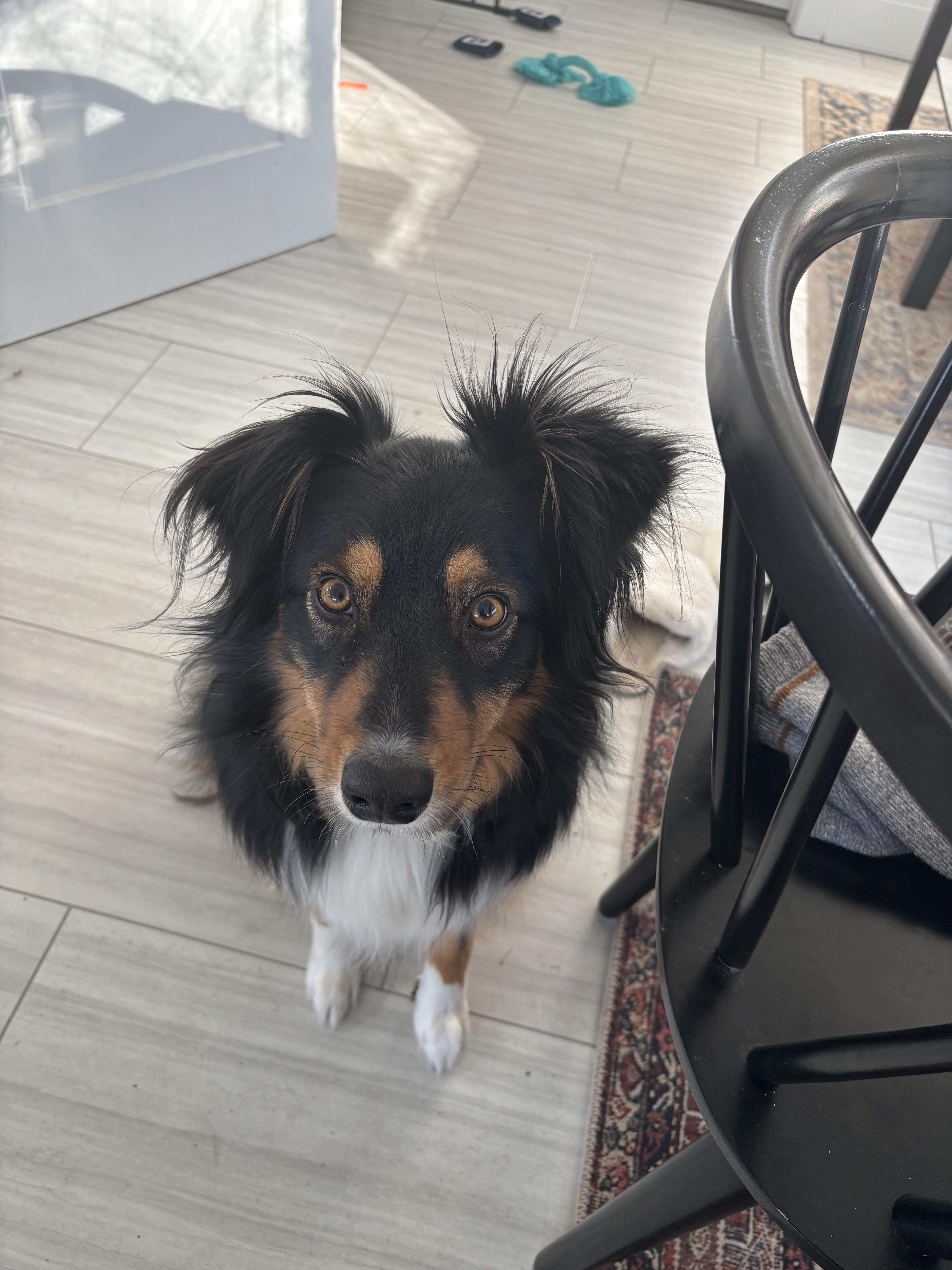 Hazels Bed and Barkfast